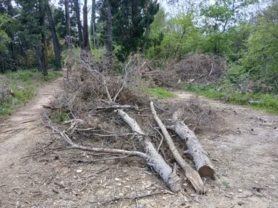 Veliki broj stabala do danas nije uklonjen